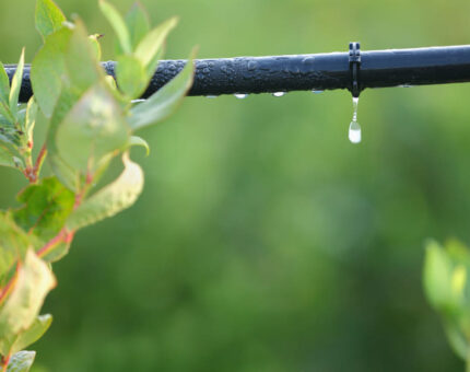 Cómo elegir un sistema de riego por goteo según tu tipo de cultivo