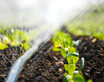 Cómo programar el riego automático paso a paso: Tiempos, horas y frecuencias